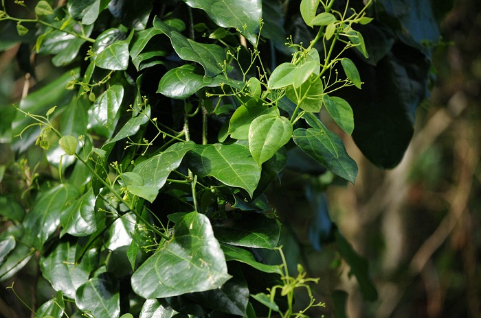 Erythropalum scandens